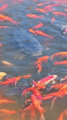 龍魚圖片大全圖片高清壁紙可愛卡通動(dòng)漫