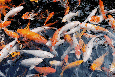 龍魚圖片大全圖片高清壁紙可愛卡通動(dòng)漫