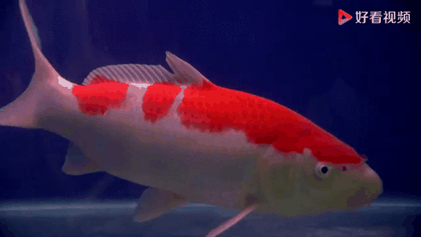 龍魚圖片大全圖片高清壁紙可愛卡通動(dòng)漫