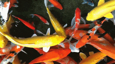 龍魚圖片大全圖片高清壁紙可愛卡通動(dòng)漫