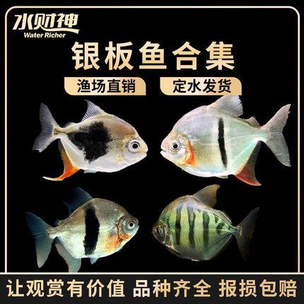 粗線銀板魚混養注意事項:粗線銀板魚在混養時需要注意水質管理、光照管理、光照管理 龍魚百科 第4張 粗線銀板魚混養注意事項:粗線銀板魚在混養時需要注意水質管理、光照管理、光照管理 粗線銀板魚混養注意事項:粗線銀板魚在混養時需要注意水質管理、光照管理、光照管理 龍魚百科 第4張