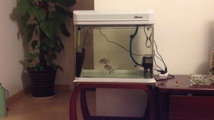 粗線銀板魚混養注意事項:粗線銀板魚在混養時需要注意水質管理、光照管理、光照管理 龍魚百科 第1張 粗線銀板魚混養注意事項:粗線銀板魚在混養時需要注意水質管理、光照管理、光照管理 粗線銀板魚混養注意事項:粗線銀板魚在混養時需要注意水質管理、光照管理、光照管理 龍魚百科 第1張