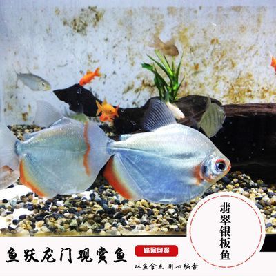 粗線銀板魚混養注意事項:粗線銀板魚在混養時需要注意水質管理、光照管理、光照管理 龍魚百科 第2張 粗線銀板魚混養注意事項:粗線銀板魚在混養時需要注意水質管理、光照管理、光照管理 粗線銀板魚混養注意事項:粗線銀板魚在混養時需要注意水質管理、光照管理、光照管理 龍魚百科 第2張