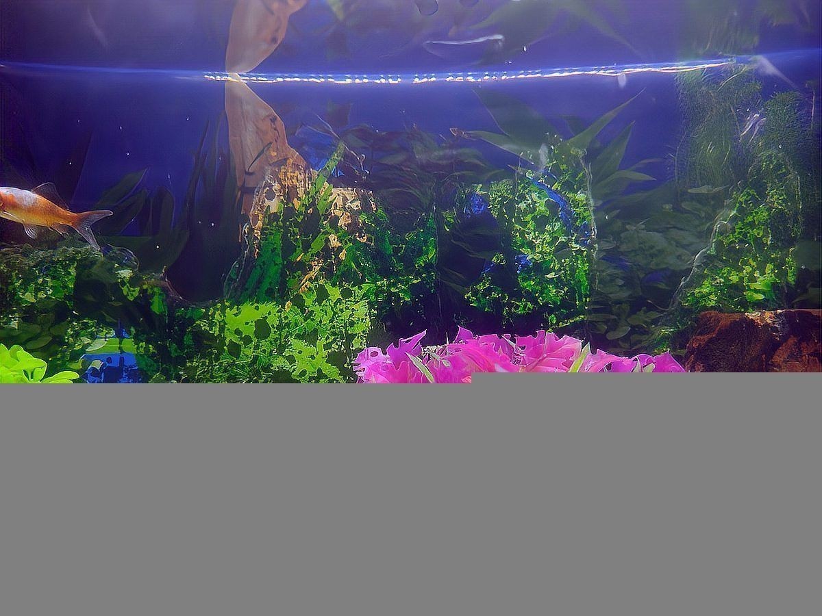 龍魚最近老是沉底