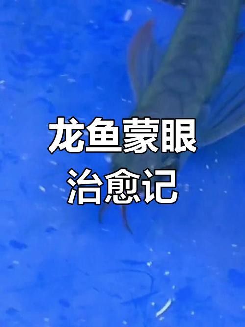 龍魚眼邊有白色物質怎么辦啊圖片