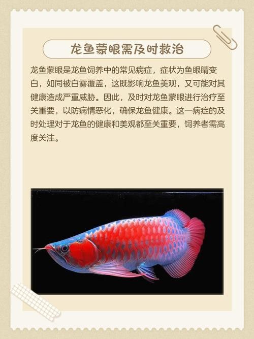 龍魚眼邊有白色物質怎么辦啊圖片