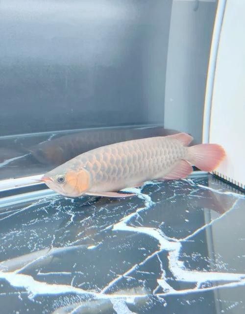 龍魚趴缸在水底不動了怎么辦