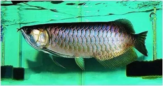 武吉拉龍魚 龍魚百科 第3張 武吉拉龍魚 武吉拉龍魚 龍魚百科 第3張