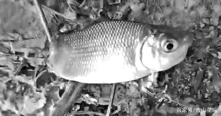 龍魚寄生蟲用什么藥能殺死：治療龍魚寄生蟲的藥物及其使用細節