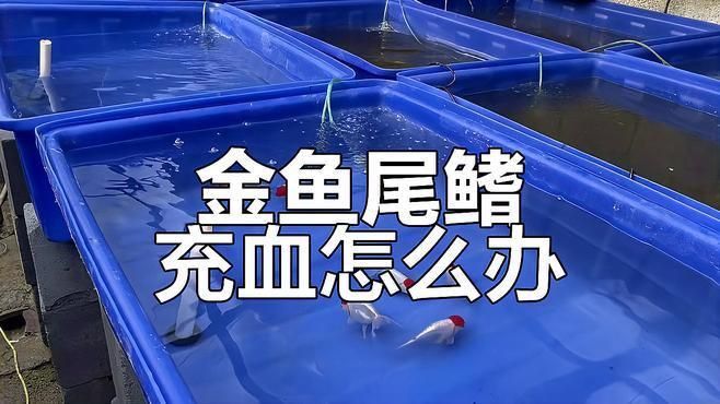魚鰭充血期間應該如何管理水質？