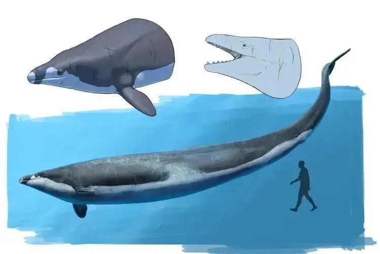 龍王鯨滅絕了嗎