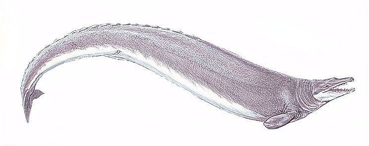 龍王鯨滅絕了嗎