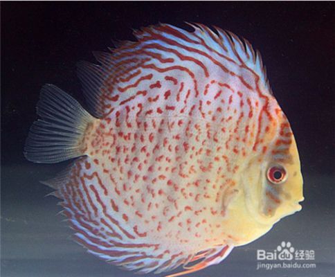龍魚游到缸的下部是餓了嗎:龍魚游到缸的下部是餓了嗎? 龍魚百科 第1張 龍魚游到缸的下部是餓了嗎:龍魚游到缸的下部是餓了嗎? 龍魚游到缸的下部是餓了嗎:龍魚游到缸的下部是餓了嗎? 龍魚百科 第1張