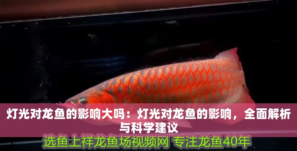 燈光對龍魚的影響大嗎：燈光對龍魚的影響，全面解析與科學建議