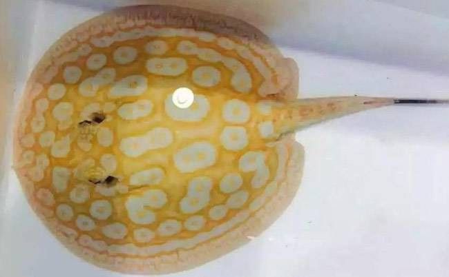 龍魚的分類方法有哪些呢：龍魚的分類方法