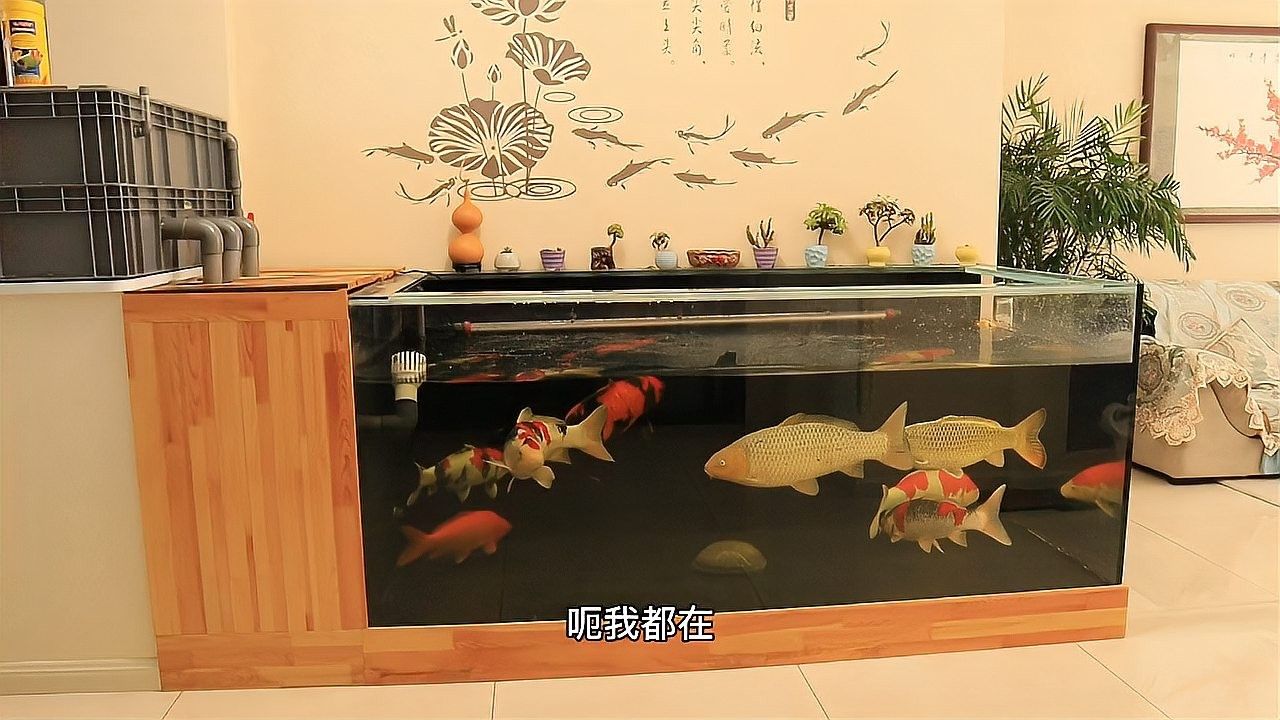 龍魚用什么缸養比較好看 龍魚用什么缸養比較好看 龍魚百科 第8張