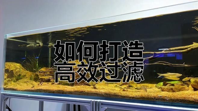 龍魚用什么缸養比較好看 龍魚用什么缸養比較好看 龍魚百科 第9張