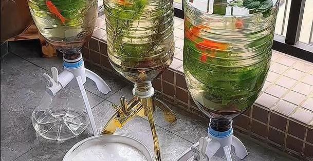 龍魚用什么缸養比較好看 龍魚用什么缸養比較好看 龍魚百科 第13張