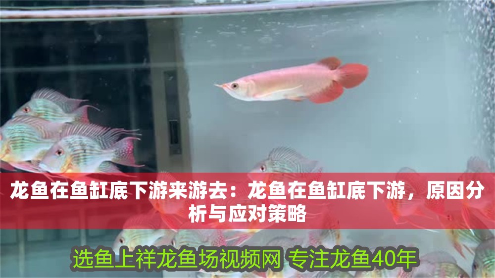 龍魚在魚缸底下游來游去：龍魚在魚缸底下游，原因分析與應(yīng)對(duì)策略