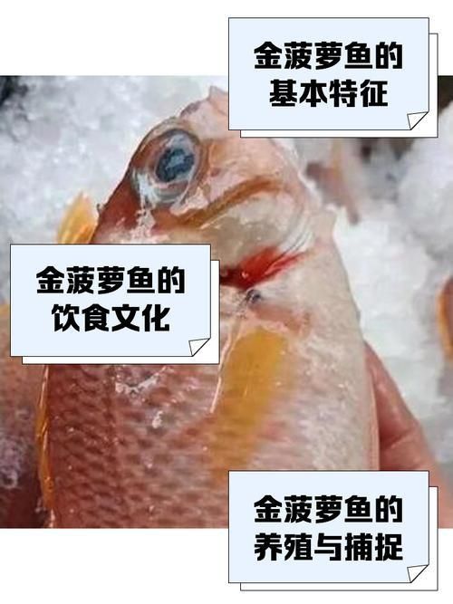 金鳳魚(yú)圖片