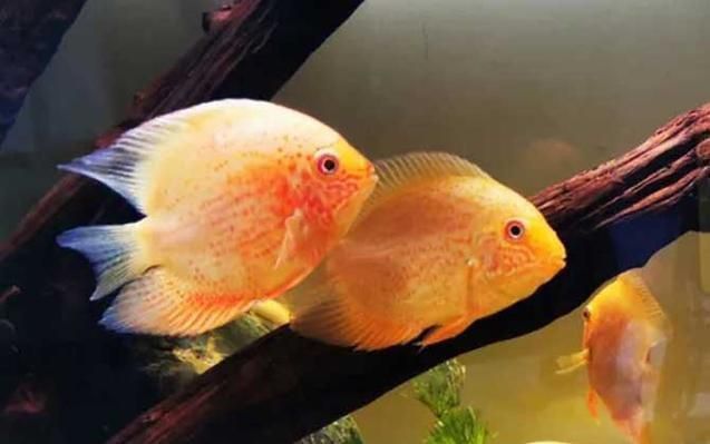 金鳳魚(yú)圖片