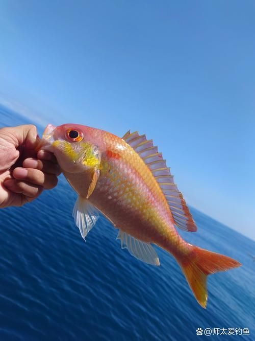 金鳳魚(yú)圖片