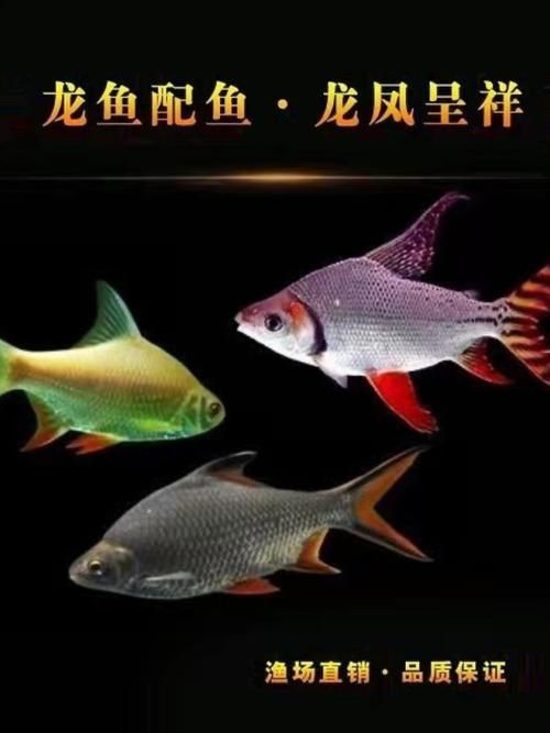 金鳳魚(yú)圖片