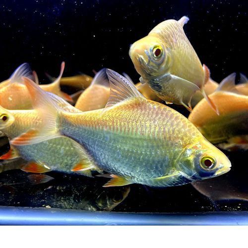 金鳳魚(yú)圖片
