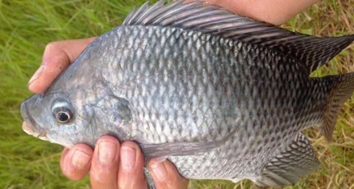 金鳳魚(yú)圖片