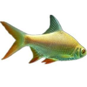 金鳳魚(yú)圖片