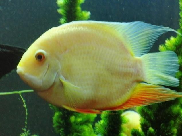 金鳳魚(yú)圖片
