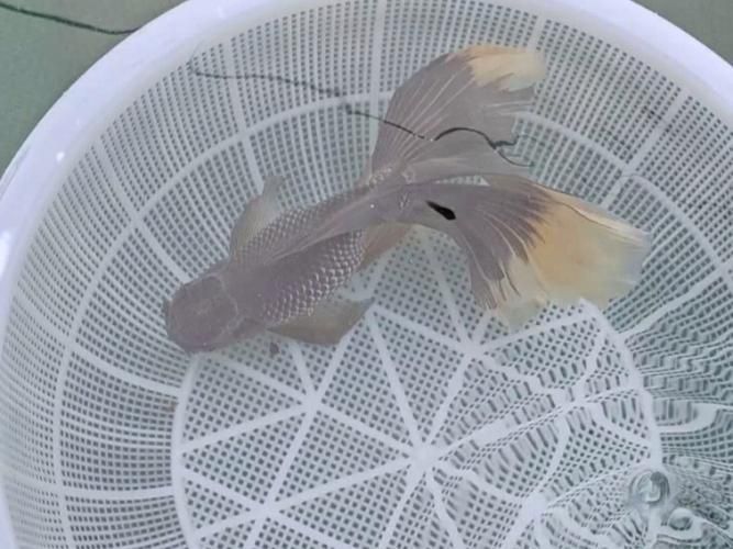 金鳳魚(yú)圖片