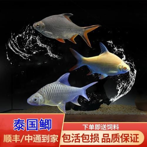 金鳳魚(yú)圖片