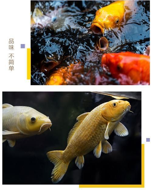 金鳳魚(yú)圖片