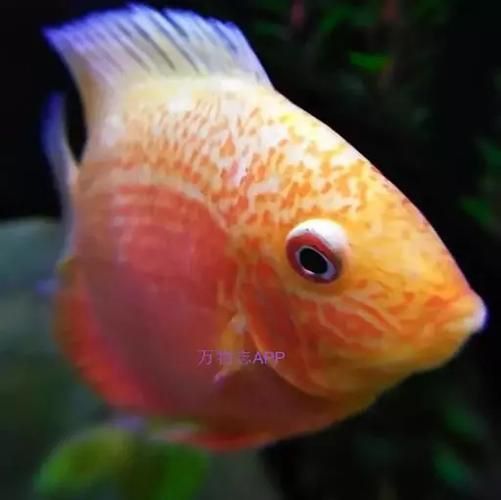 金鳳魚(yú)圖片