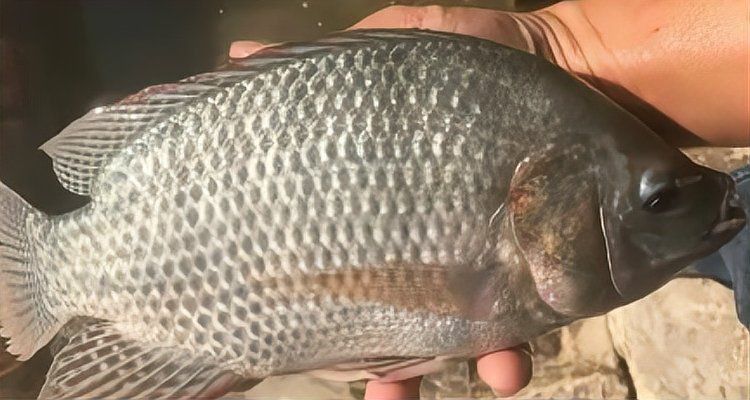 金鳳魚(yú)圖片