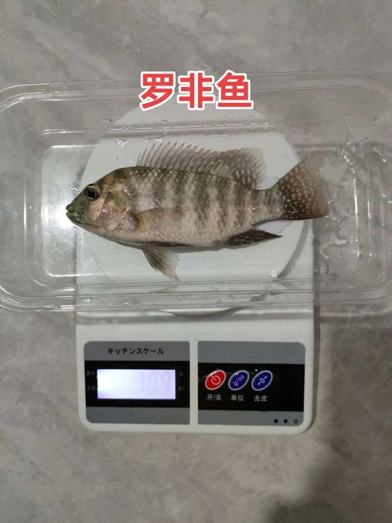 金鳳魚(yú)圖片