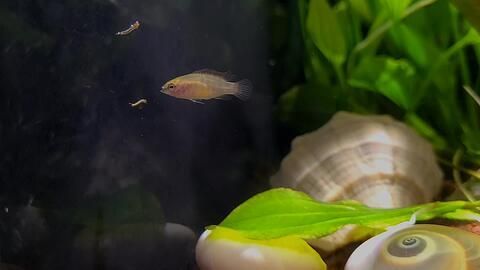 火焰變色龍魚怎么養(yǎng)火焰變色龍魚怎么養(yǎng)：