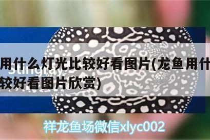 龍魚怎么打燈光好看圖片：龍魚燈光使用對龍魚的燈光使用對龍魚的日常觀賞即可