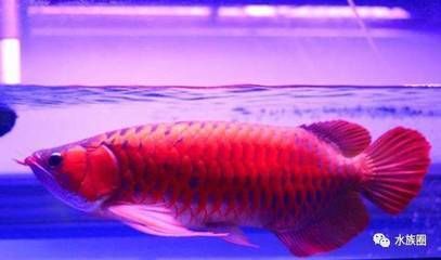 龍魚怎么打燈光好看圖片：龍魚燈光使用對龍魚的燈光使用對龍魚的日常觀賞即可