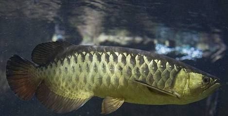 龍魚的壽命是多長時間：關(guān)于龍魚壽命的一些詳細(xì)信息
