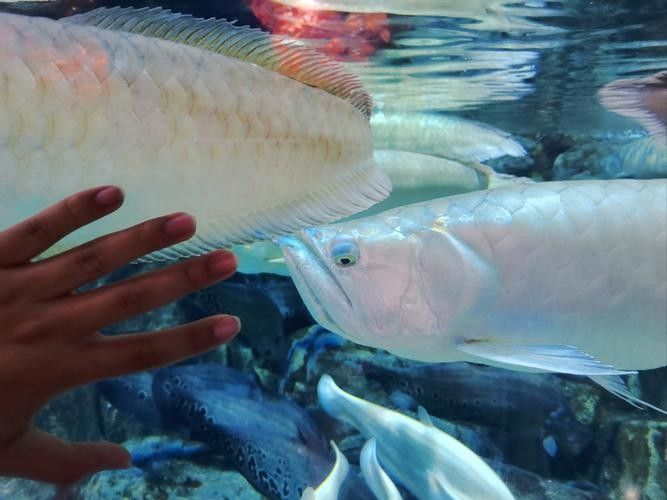 銀龍魚手機壁紙 銀龍魚手機壁紙 龍魚百科 第22張