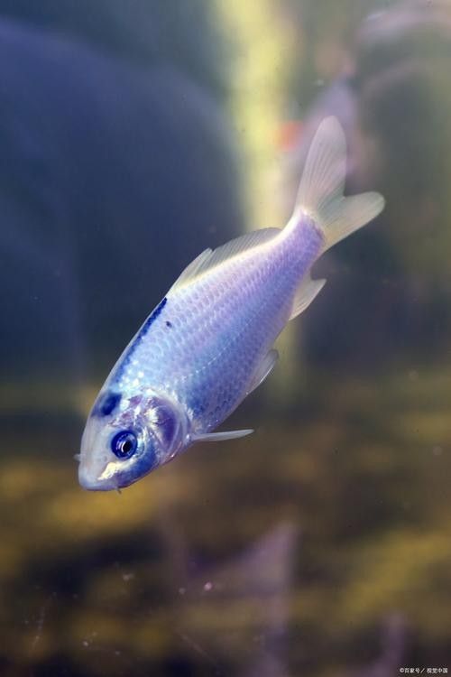 銀龍魚手機壁紙 銀龍魚手機壁紙 龍魚百科 第16張