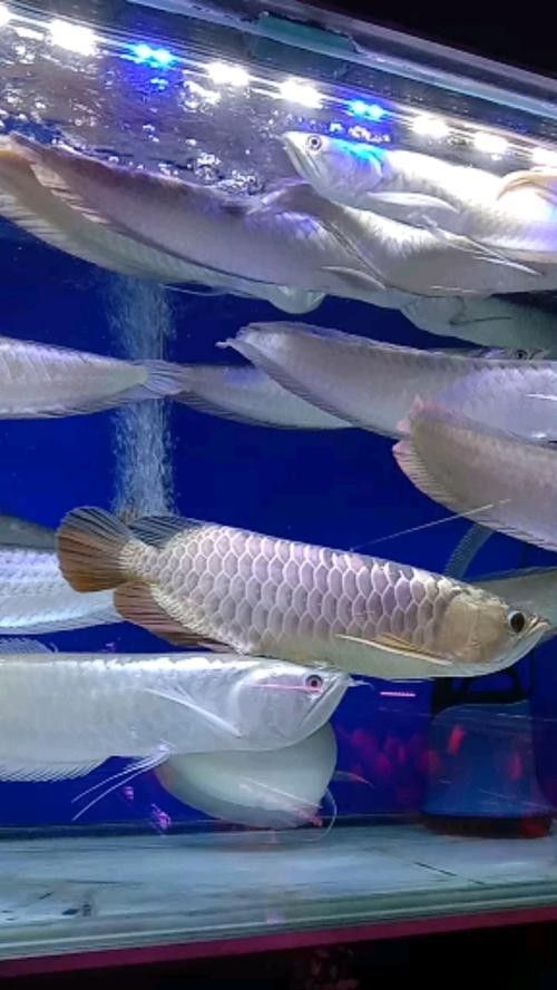 銀龍魚手機壁紙 銀龍魚手機壁紙 龍魚百科 第18張