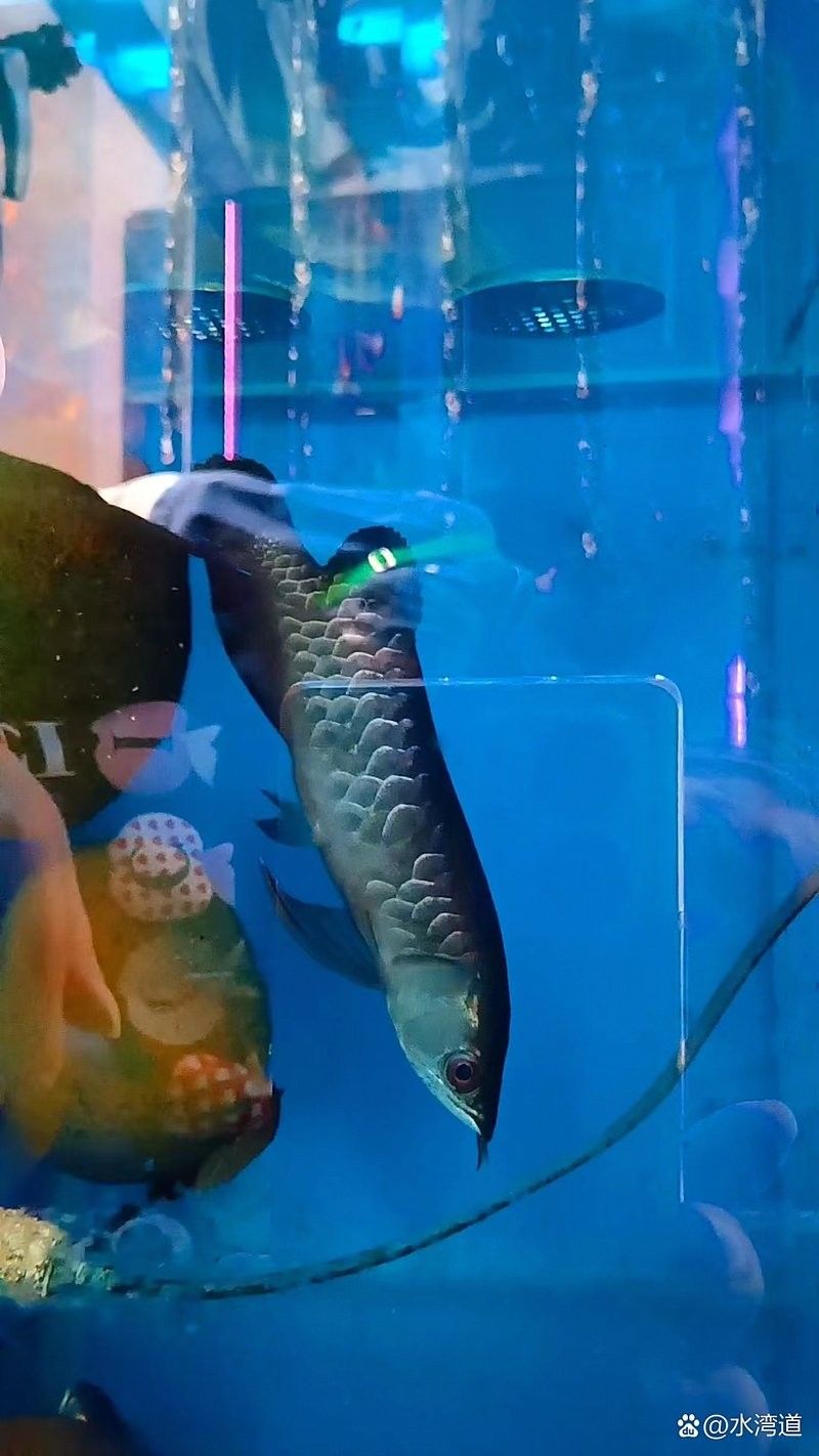 銀龍魚手機壁紙 銀龍魚手機壁紙 龍魚百科 第32張