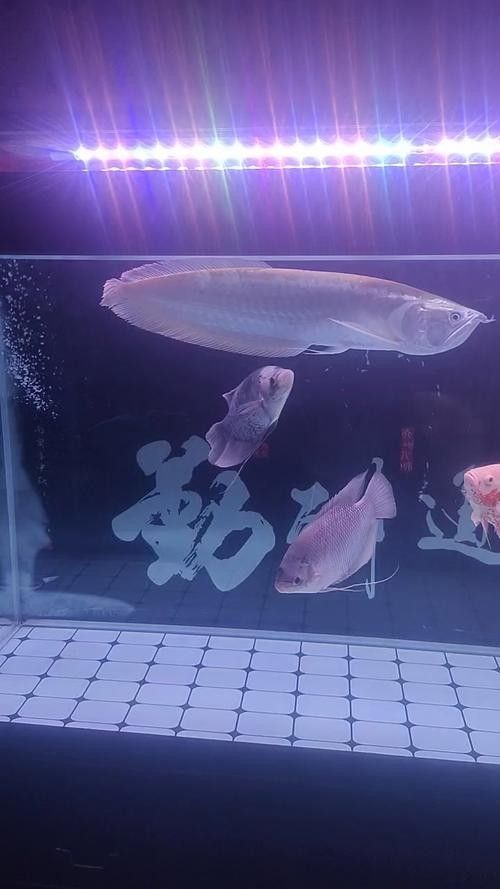 銀龍魚手機壁紙 銀龍魚手機壁紙 龍魚百科 第27張