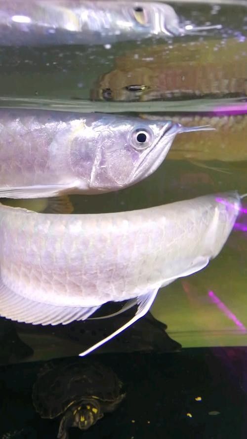 銀龍魚手機壁紙 銀龍魚手機壁紙 龍魚百科 第25張