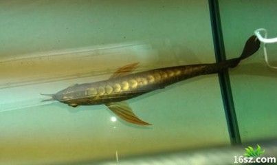 龍魚身子彎了怎么回事：龍魚出現身體彎曲的原因