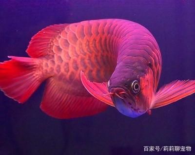紅龍魚用什么燈發(fā)色最快：紅龍魚養(yǎng)殖技術(shù)