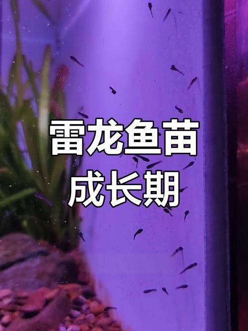 雷龍魚苗長的快嗎圖片